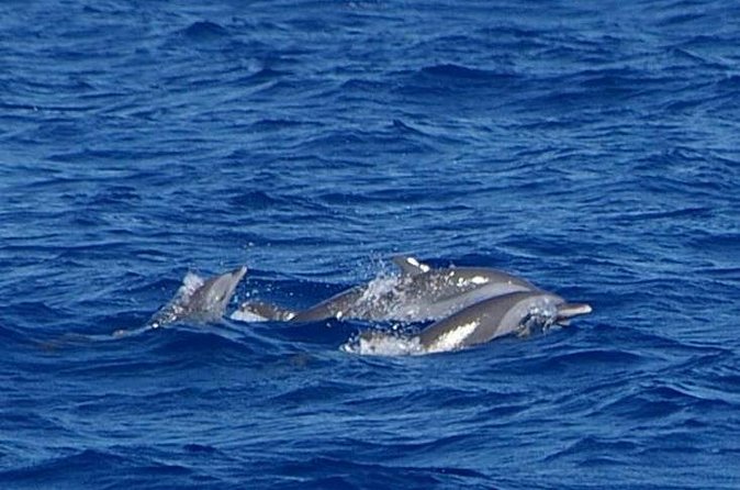 Whale and Dolphin Watching Cruise in St Lucia - Who this cruise suits best (and who should think twice)