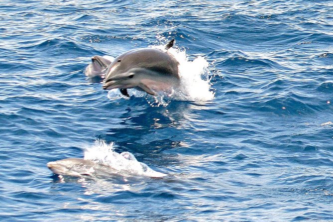 Whale and Dolphin Watching Cruise in St Lucia - The whale and dolphin menu you should know before you go