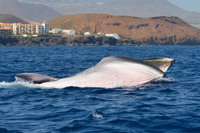 Whale and Dolphin Watching EcoAdventure in Tenerife - The Hydrophone Makes It About More Than Sight