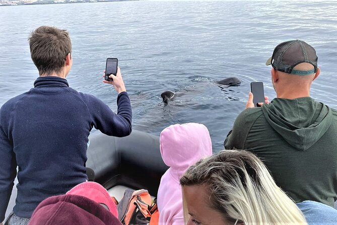 Whale and Dolphin Watching EcoAdventure in Tenerife - On the Water: How the Captain and Guide Work the Search