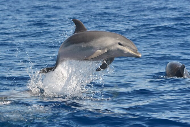 Whale and Dolphin Watching EcoAdventure in Tenerife - Responsible Whale and Dolphin Watching on Tenerife