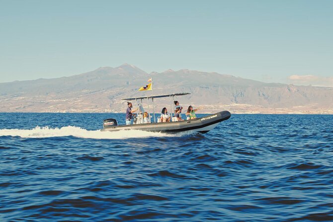Whale and Dolphin Watching EcoAdventure in Tenerife - Views from the Boat and How to Enjoy the Ride