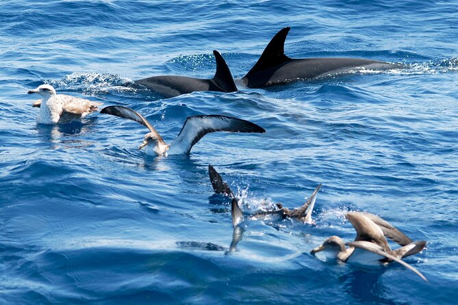 Whale and Dolphin Watching EcoAdventure in Tenerife - Who This Tour Fits Best (and Who Might Want Another Option)