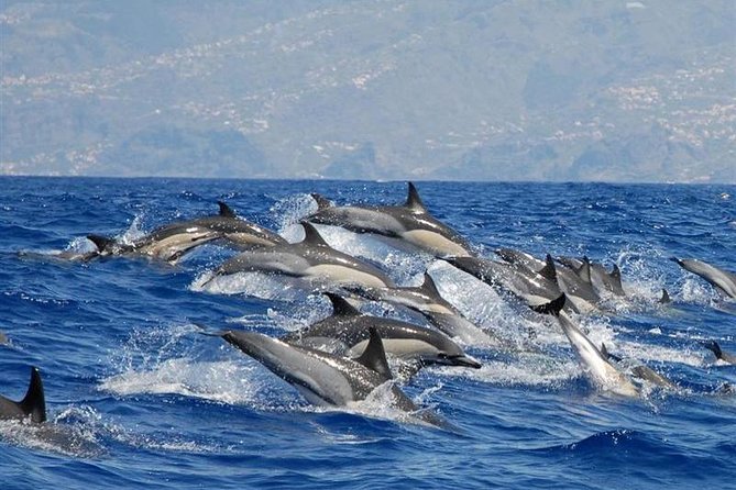 Whale and Dolphin Watching in Calheta, Madeira Island - Key Things That Make This Tour Worth Your Time