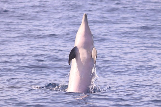 Whale and Dolphin Watching in Calheta, Madeira Island - Whale and Dolphin Watching in Calheta: A High-Speed Search Game