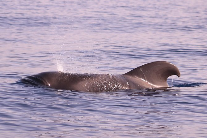 Whale and Dolphin Watching in Calheta, Madeira Island - The Spotter System: Why It Improves Your Chances