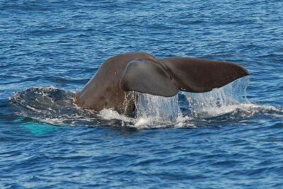 Whale and Dolphin Watching in Calheta, Madeira Island - Your 2-Hour Window (Sometimes Longer): How the Time on the Water Works