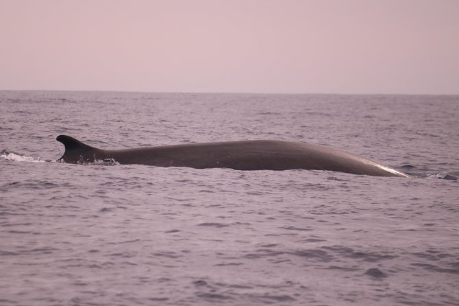 Whale and Dolphin Watching in Calheta, Madeira Island - The RIB Ride at Up to 37 Knots: Fun for Some, Not for Everyone