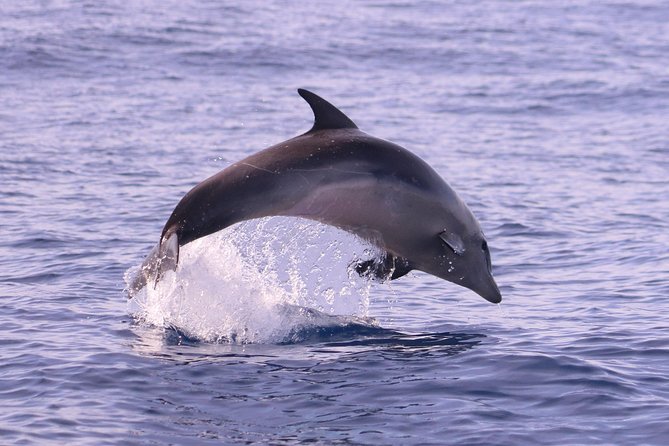 Whale and Dolphin Watching in Calheta, Madeira Island - What You Might See: Dolphins, Pilot Whales, Sperm Whales, and Friends