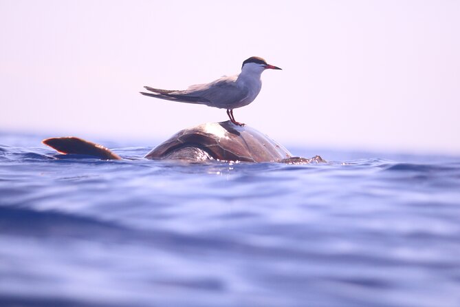 Whale and Dolphin Watching in Calheta, Madeira Island - Coastal Views From Deck: The Trip Is Part Scenic Transfer