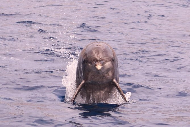 Whale and Dolphin Watching in Calheta, Madeira Island - What’s Included: The Parts That Turn a Ride Into a Learning Experience