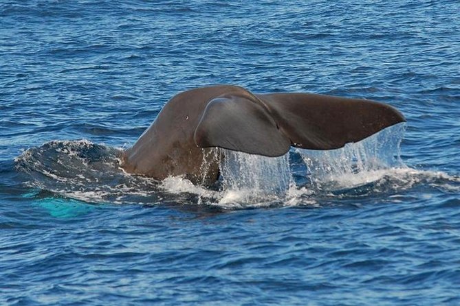 Whale and Dolphin Watching in Calheta, Madeira Island - Your 2-Hour Window (Sometimes Longer): How the Time on the Water Works