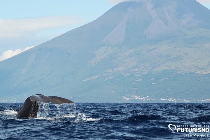 Whale and dolphin watching in Pico Island - Key things to know before you go
