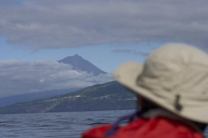 Whale and dolphin watching in Pico Island - Pico Island whale and dolphin watching: why this 3-hour format works