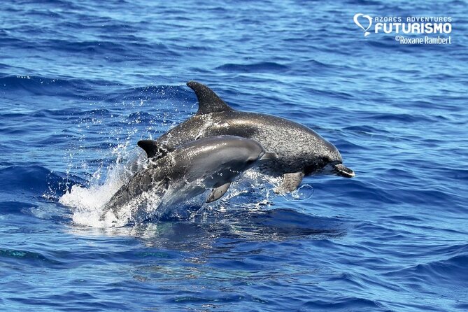 Whale and dolphin watching in Pico Island - On the water: spotting behavior, respectful viewing, and the “real search” phase