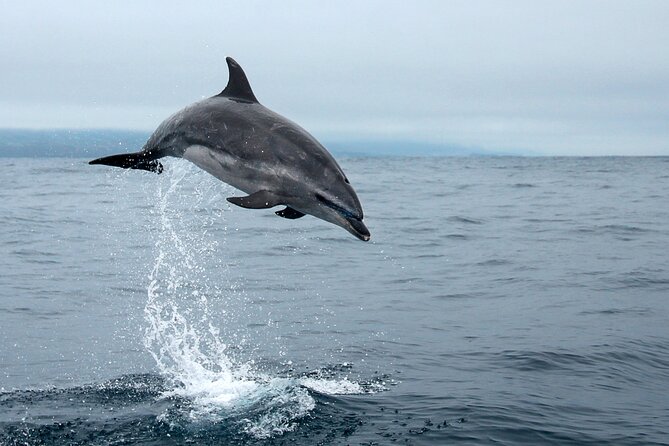 Whale and dolphin watching in Pico Island - The marine biologist or nature guide: where the educational value actually comes from