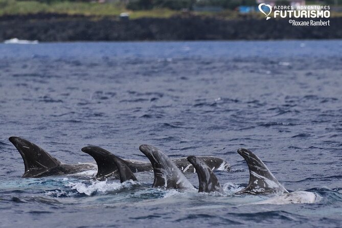 Whale and dolphin watching in Pico Island - Duration, group size, and what you can expect from the onboard flow