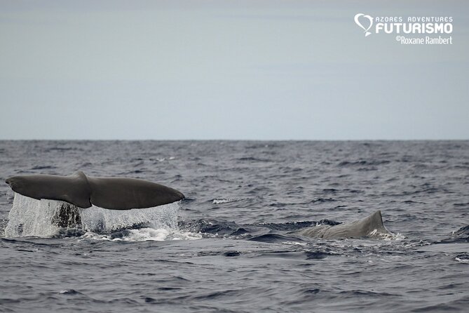Whale and dolphin watching in Pico Island - Price and value: is $69.39 worth it?