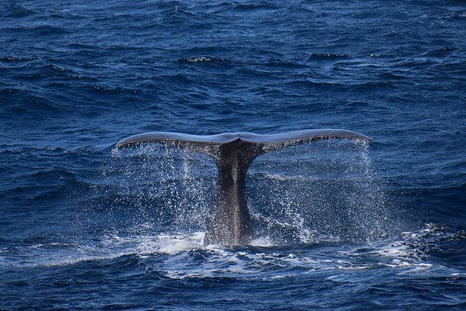 Whale and dolphin watching in Pico Island - Who should book this Pico whale and dolphin tour (and who should think twice)