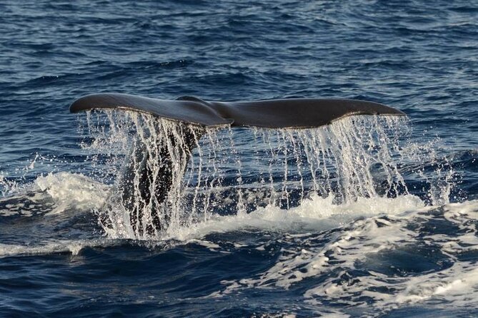 Whale and Dolphin Watching in Pico Island - Half Day - Key Things to Know Before You Go (Pico Whale Watch)