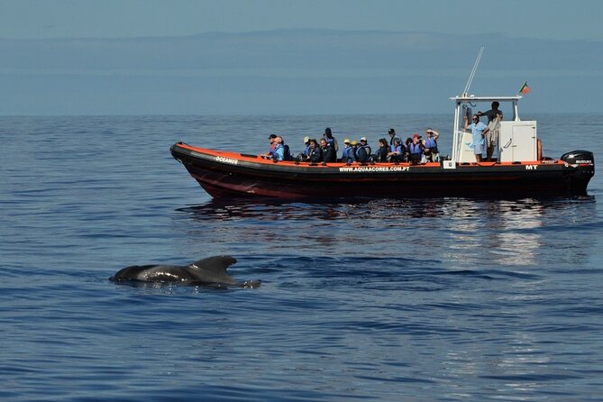 Whale and Dolphin Watching in Pico Island - Half Day - How The Half-Day Whale Watch Runs From Lajes do Pico