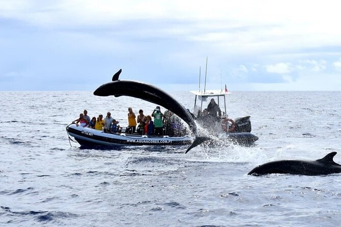 Whale and Dolphin Watching in Pico Island - Half Day - What You Might See Off Pico: Dolphins Are the Sure Thing, Whales Are the Bonus