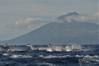 Whale and Dolphin Watching in Pico Island - Half Day - The Briefing That Sets You Up to Spot Cetaceans