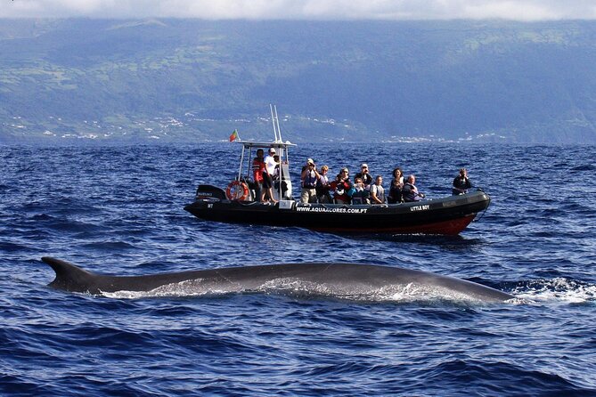 Whale and Dolphin Watching in Pico Island - Half Day - Crew Skills: Spotting Fast, Handling the Boat, Staying Safe