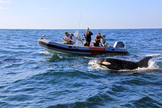 Whale and Dolphin Watching in San Diego - Key Things I’d Pay Attention To
