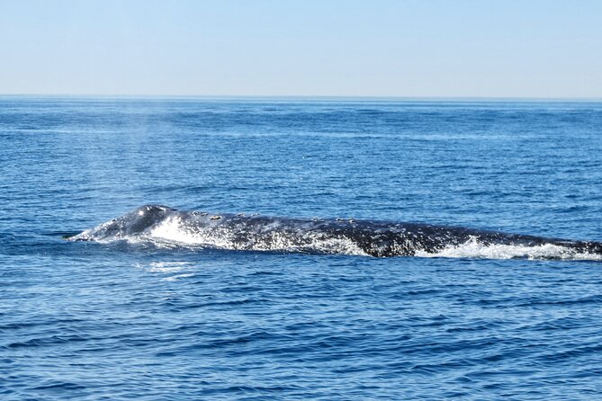 Whale and Dolphin Watching in San Diego - Safety Gear Isn’t a Detail Here: Life Jackets Plus Waterproof Windbreakers