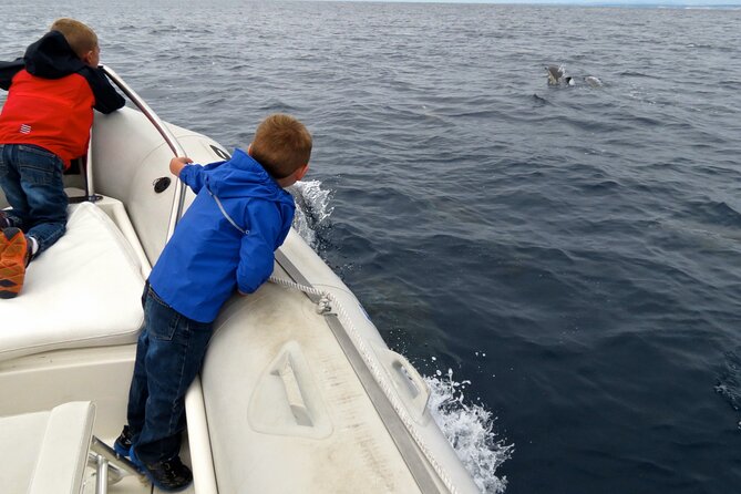 Whale and Dolphin Watching in San Diego - How the 3-Hour Ride Typically Feels From Start to Finish