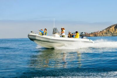 Whale and Dolphin Watching in San Diego - What You’ll See: Dolphins First, Then the Whale Bonus (When the Ocean Offers It)