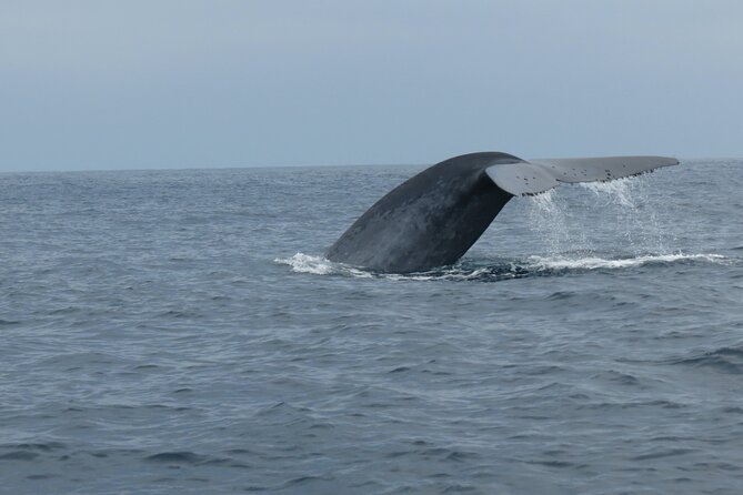 Whale and Dolphin Watching in San Diego - Captains Matter: Why Captain Ray and Captain Alysa Make the Difference
