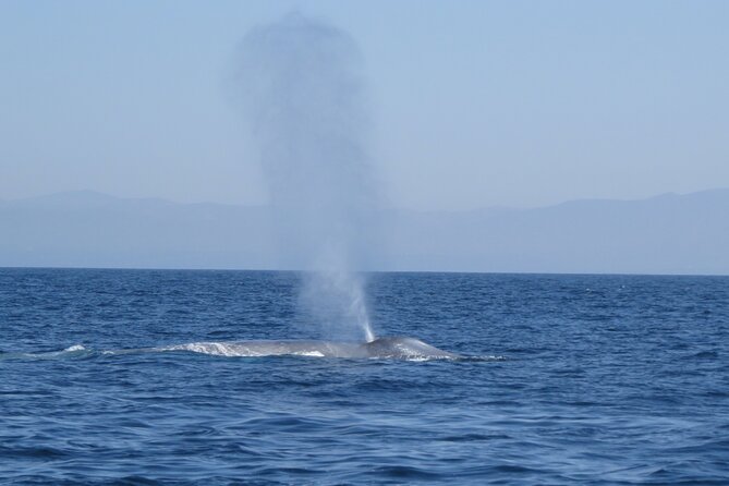 Whale and Dolphin Watching in San Diego - Price and Value: Is $149 Fair for This Small-Boat Setup?