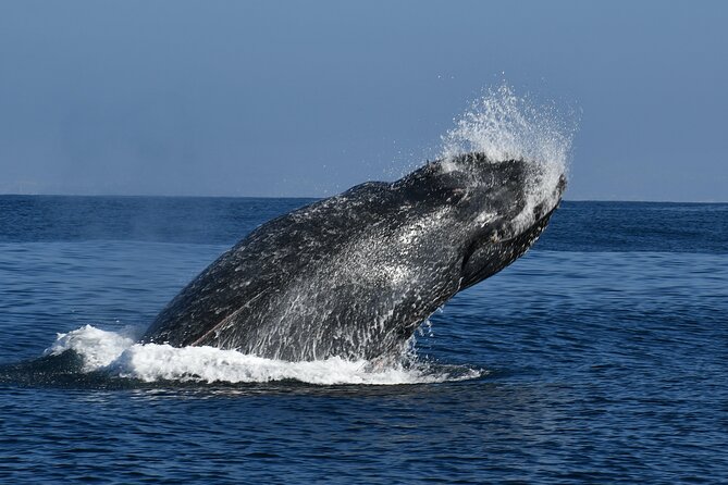 Whale and Dolphin Watching in San Diego - What to Bring (So You Don’t Spend the Trip Uncomfortable)