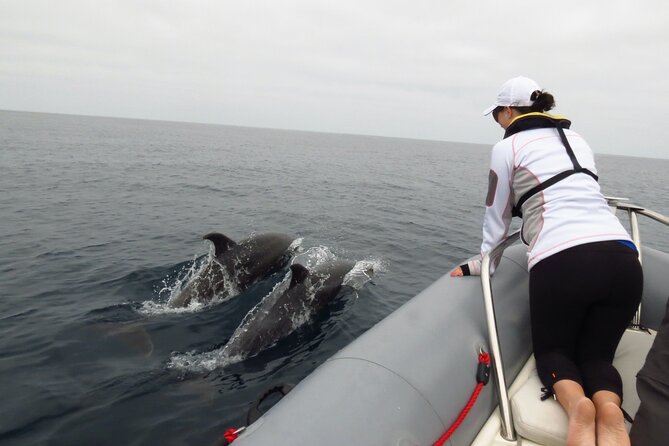Whale and Dolphin Watching in San Diego - When It’s Windy or Choppy: The Trade-Off of Getting Close
