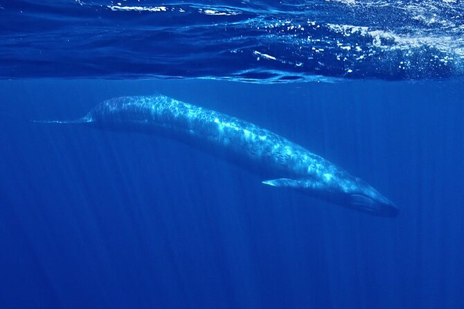 Whale and Dolphin Watching in San Diego Speedboat Tour - Key highlights to know before you go