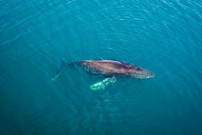Whale and Dolphin Watching in San Diego Speedboat Tour - Mission Bay to open water: how the 3 hours typically play out