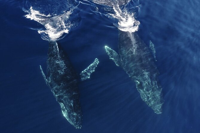 Whale and Dolphin Watching in San Diego Speedboat Tour - Dolphins year-round: who might swim near the boat
