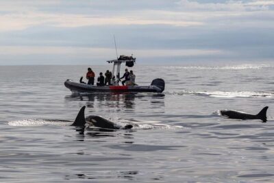 Whale and Dolphin Watching in San Diego Speedboat Tour - The seasonal whale plan: gray, blue, and humpback timing