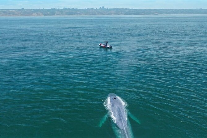 Whale and Dolphin Watching in San Diego Speedboat Tour - Crew leadership: captain, guide, and the style of learning