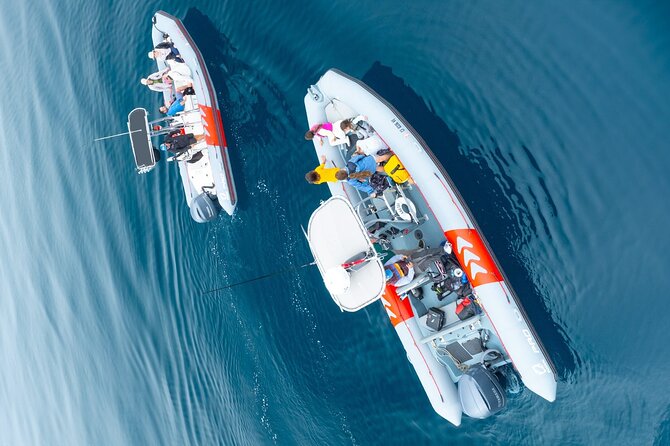 Whale and Dolphin Watching in San Diego Speedboat Tour - What’s included (and what you should bring)