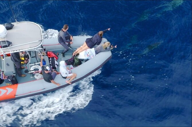 Whale and Dolphin Watching in San Diego Speedboat Tour - Price reality check: is $199 good value here?