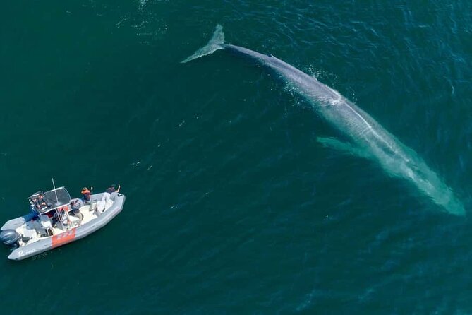 Whale and Dolphin Watching in San Diego Speedboat Tour - Who this San Diego whale watching tour fits best
