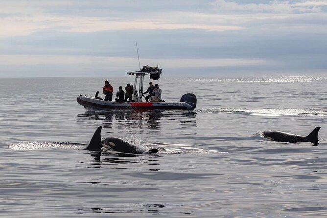 Whale and Dolphin Watching in San Diego Speedboat Tour - The seasonal whale plan: gray, blue, and humpback timing