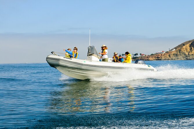 Whale and Dolphin Watching in San Diego - What You’ll See: Dolphins First, Then the Whale Bonus (When the Ocean Offers It)