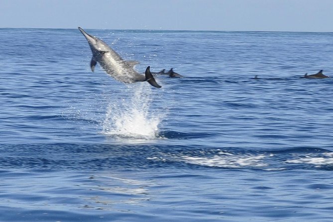 Whale and Dolphin Watching Private Boat Tour from Mauritius - Key highlights you’ll actually care about