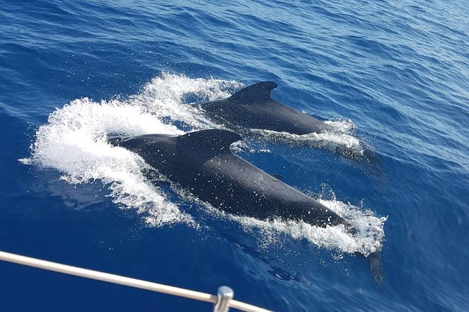 Whale and Dolphin Watching Sailing Boat with Drinks, Snacks and Swimming Time - Key things I’d circle before you book