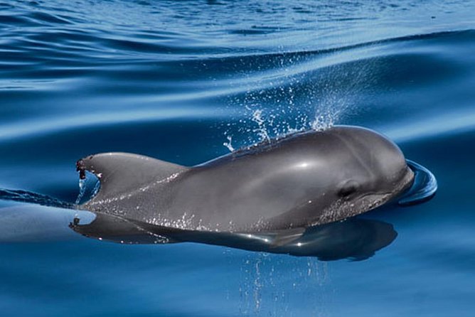 Whale and Dolphin Watching Sailing Boat with Drinks, Snacks and Swimming Time - Snorkel gear and the swim stop: best-case and worst-case