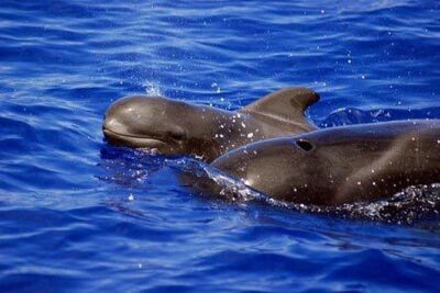 Whale and Dolphin Watching Sailing Boat with Drinks, Snacks and Swimming Time - Snacks and drinks on a sailing boat: what you actually get